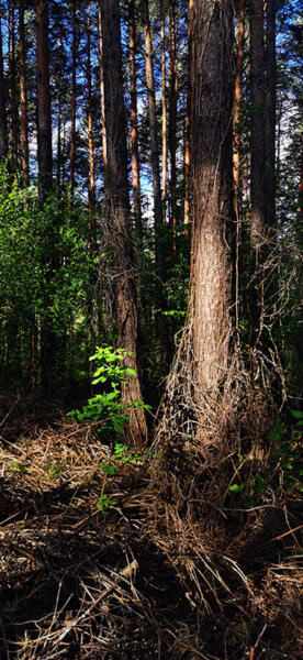 forest2h 20220517 085201